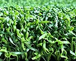Green d'entraînement synthétique en Série Emerald